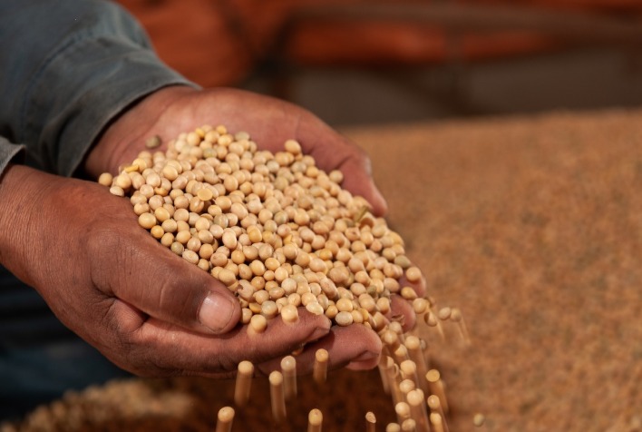 Venda de soja em Mato Grosso avança para 81% da safra 2025/26 com preços em alta