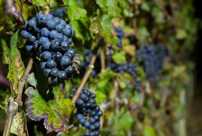 Vinhos de inverno no Brasil crescem 15% em 2026 com técnica inovadora de Dupla Poda