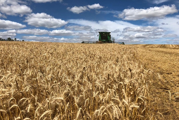 Mercado de trigo no Sul do Brasil enfrenta baixa liquidez e incertezas climáticas