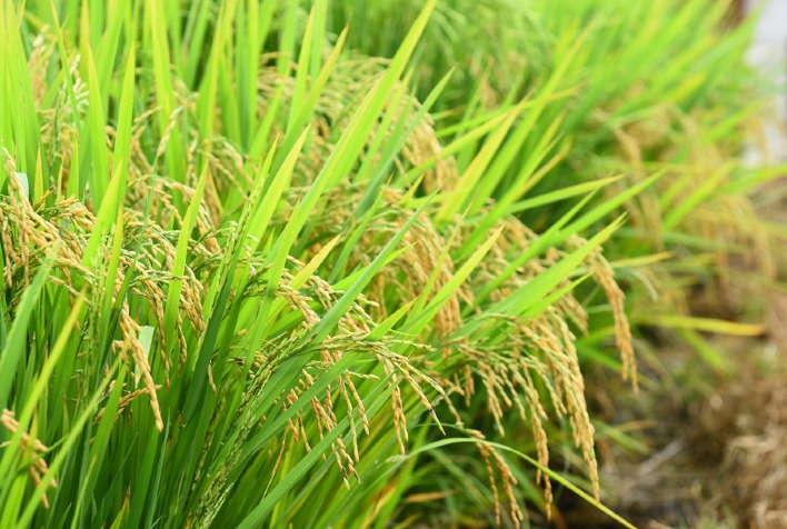 Acamamento do arroz: como manejo correto pode aumentar produtividade e reduzir perdas