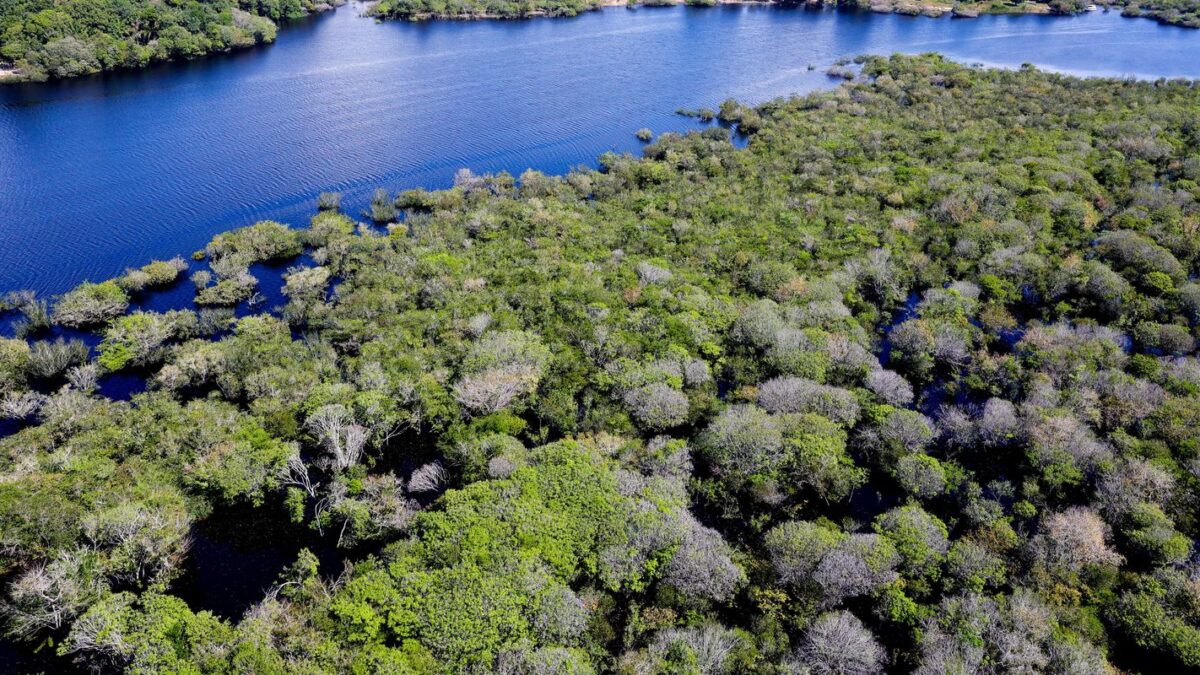 Alertas de desmatamento na Amazônia caem 35% em junho de 2026, aponta Deter