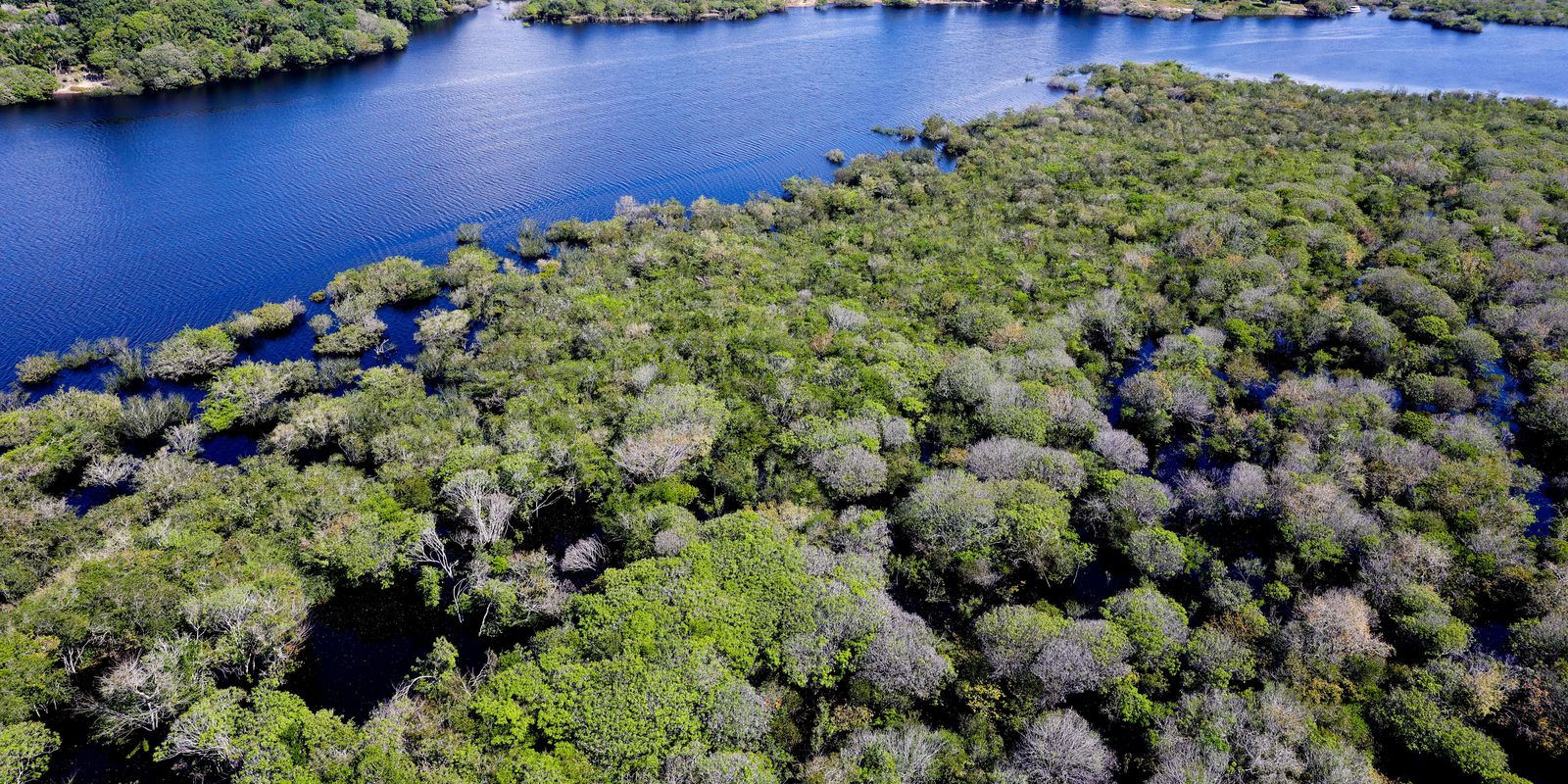 Alertas de desmatamento na Amazônia caem 35% em junho de 2026, aponta Deter