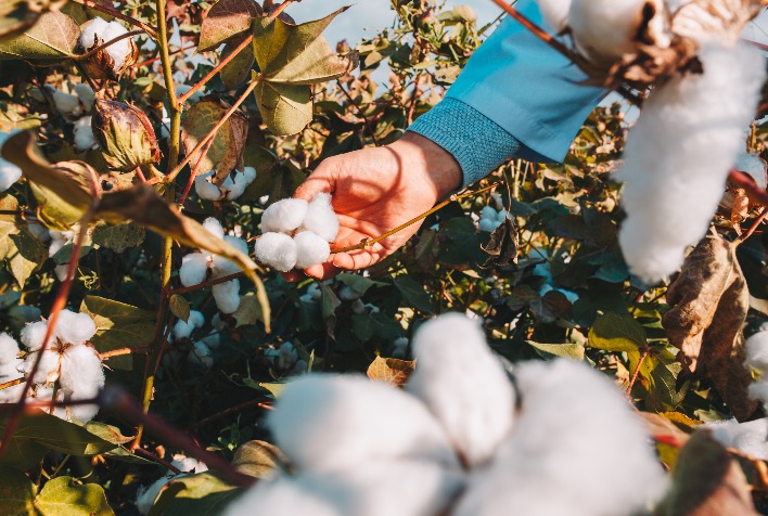 Algodão brasileiro se destaca na moda sustentável e lidera exportações globais