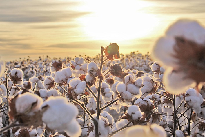 Algodão encerra semana em alta na Bolsa de Nova York apesar de aumento na área plantada nos EUA