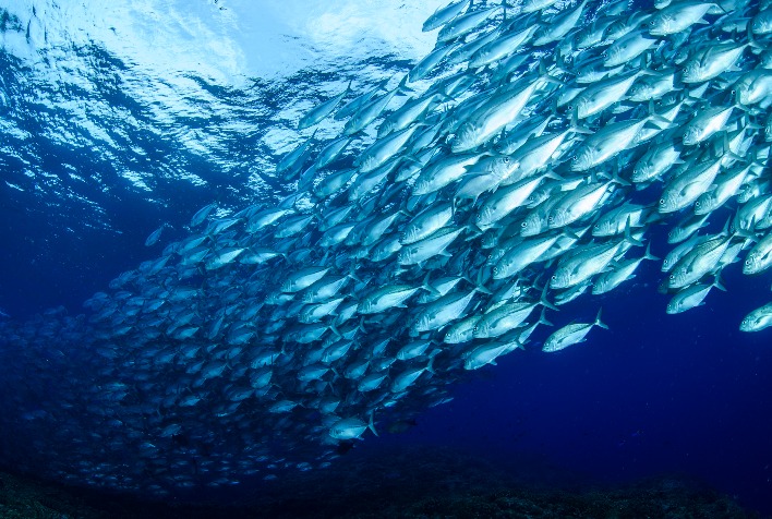 Aquicultura chilena adota práticas sustentáveis e impulsiona demanda por insumos certificados