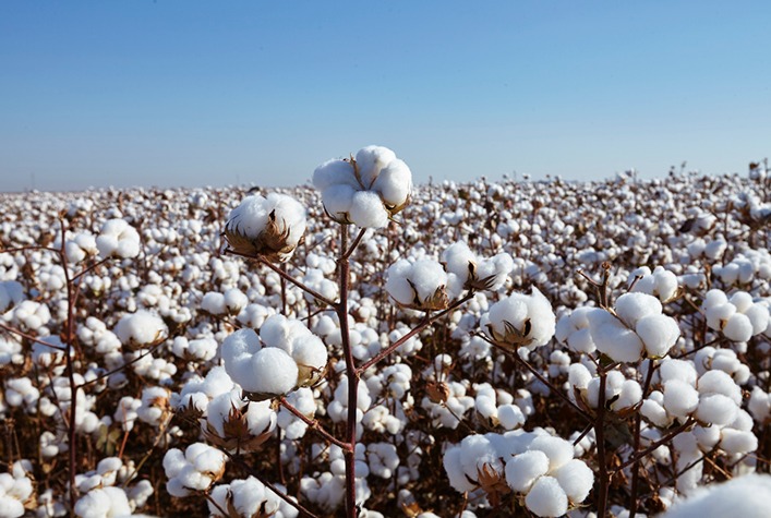 Área de algodão no Brasil cai 4,1% e colheita atrasada em Mato Grosso preocupa produtores