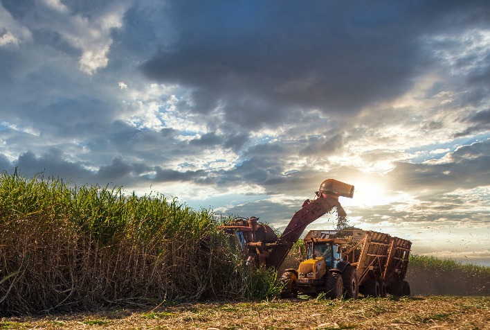Área de cana-de-açúcar cresce 3,1% no Centro-Sul e Mato Grosso do Sul se destaca na safra 2026/27