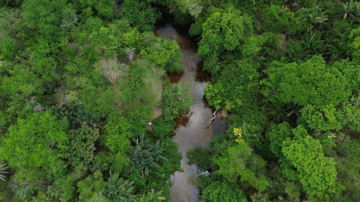 Área queimada no Brasil cai 31% em 2025, menor marca em 41 anos