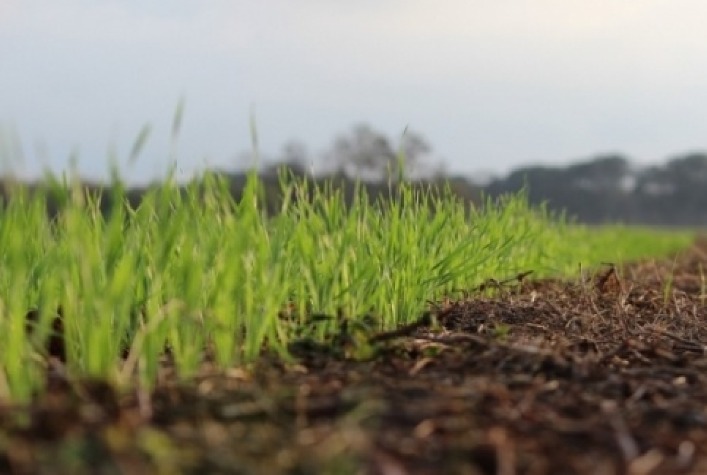 Argentina atinge 92% do plantio de trigo e projeta safra de milho de 64 milhões de toneladas