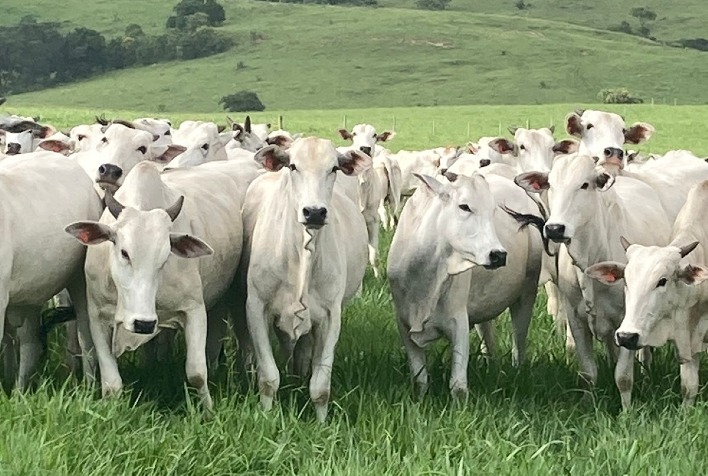 Arroba do boi gordo se equilibra entre estados produtores e reduz diferenças de preços