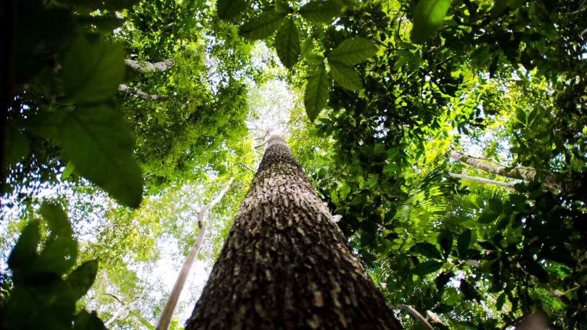 BNDES lança ProFloresta+ e busca R$ 6 bilhões para crédito de carbono no Brasil