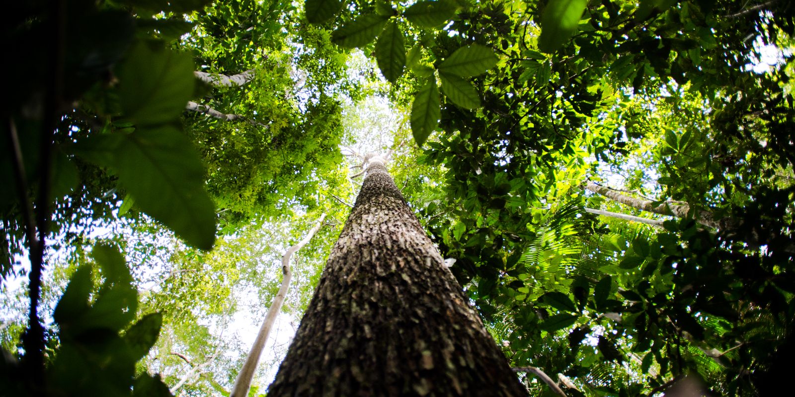 BNDES lança ProFloresta+ e busca R$ 6 bilhões para crédito de carbono no Brasil