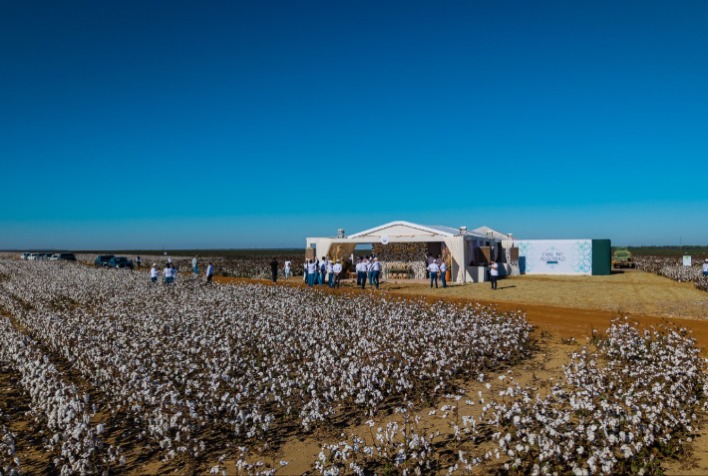 Bayer lança nova geração da tecnologia Bollgard para algodão e foca em biotecnologia no Brasil