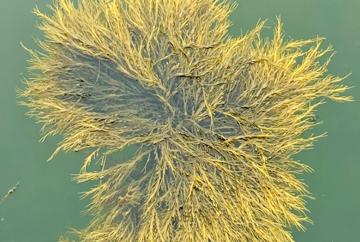 Bioestimulante de alga marinha melhora resiliência das plantas na agricultura sustentável