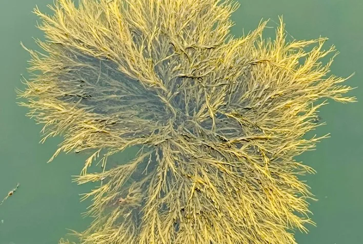 Bioestimulante de alga marinha melhora resiliência das plantas na agricultura sustentável