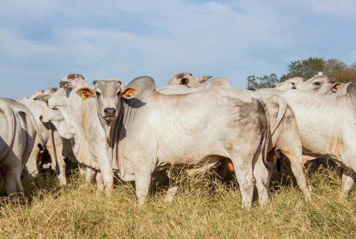 Boi gordo no Oeste do Maranhão atinge R$ 324,50 com oferta restrita e alta de 3%