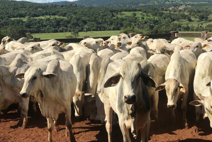 Boi gordo se valoriza no Brasil com oferta restrita e demanda aquecida