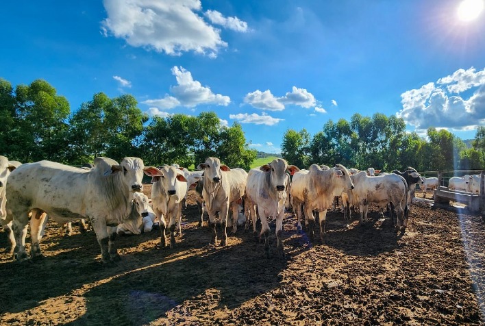 Boi gordo tem alta no Brasil, mas exportações de carne bovina desaceleram
