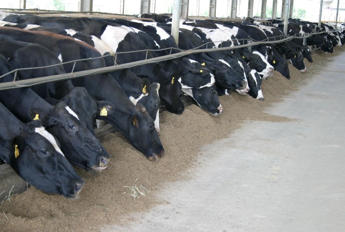 Brasil avança na nutrição animal com aditivos naturais e reduz antibióticos
