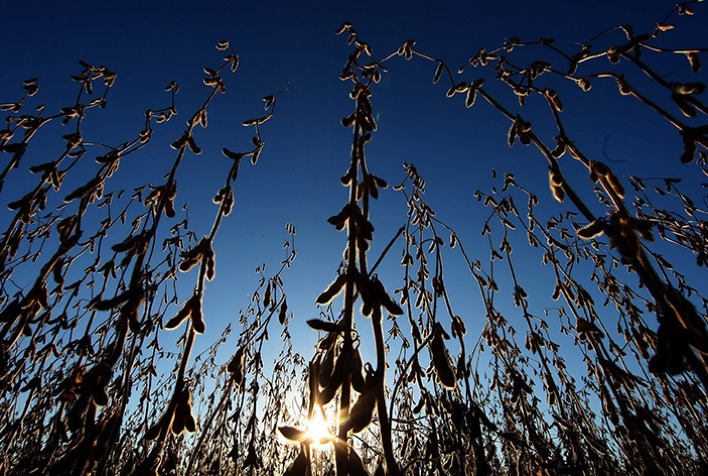 Brasil pode produzir 185,6 milhões de toneladas de soja na safra 2026/27, diz Datagro