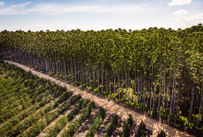 CMPC amplia conservação e remove 4,4 milhões de toneladas de CO₂ em 2025
