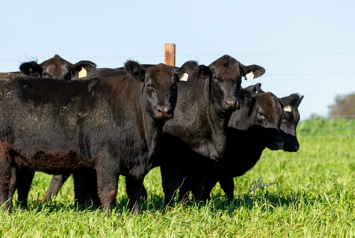 Cabanha Soldera apresenta genética Angus e Brangus em Dia de Campo em Panambi