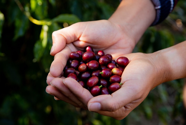 Café arábica tem alta de 9% em julho com clima e estoques reduzidos no Brasil