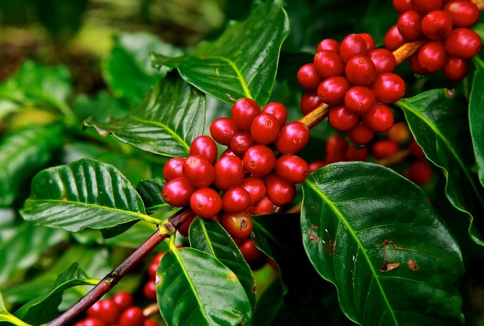Café arábica valoriza em Nova York com dólar em queda e colheita atrasada no Brasil