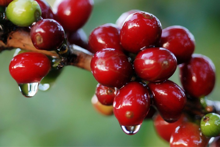 Café brasileiro sofre com chuvas na colheita e mercado avalia qualidade dos grãos