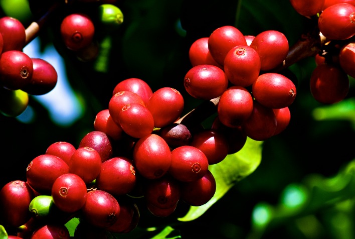 Café registra alta nas bolsas em junho devido a atraso na colheita no Brasil e queda nos estoques globais