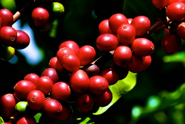 Café registra alta nas bolsas em junho devido a atraso na colheita no Brasil e queda nos estoques globais