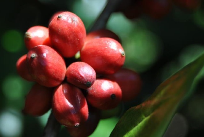 Café robusta recua em Londres com colheita avançando no Brasil e NY fechada