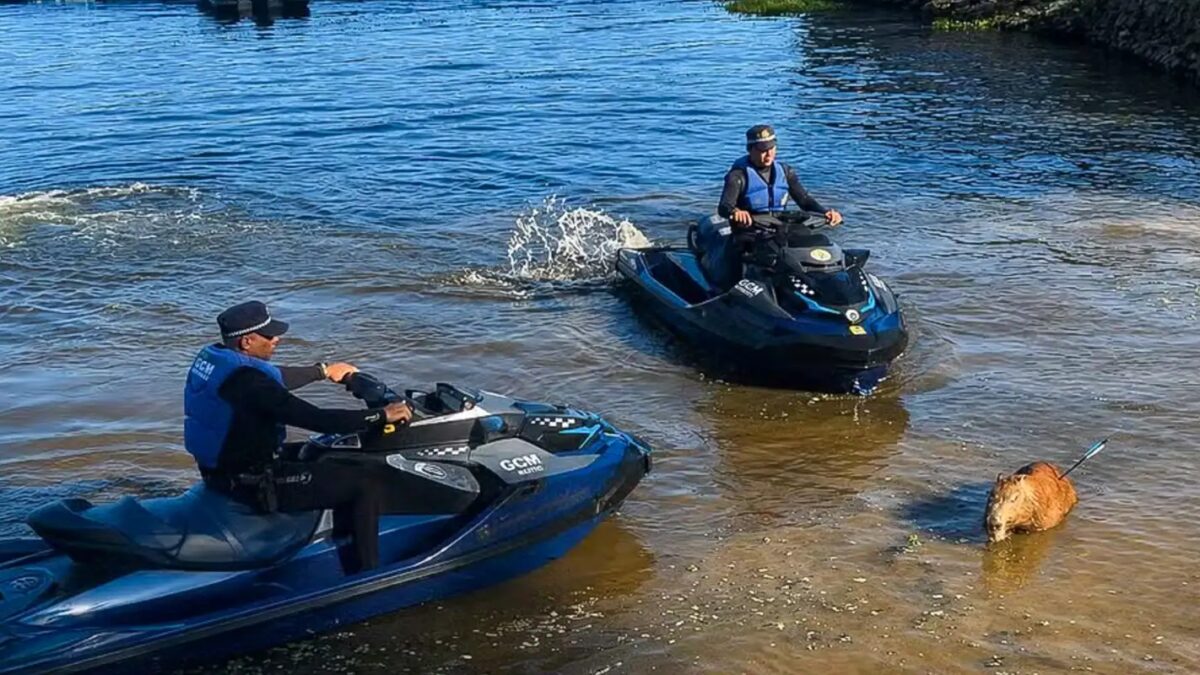 Capivara é morta com flecha na represa de Guarapiranga, em SP