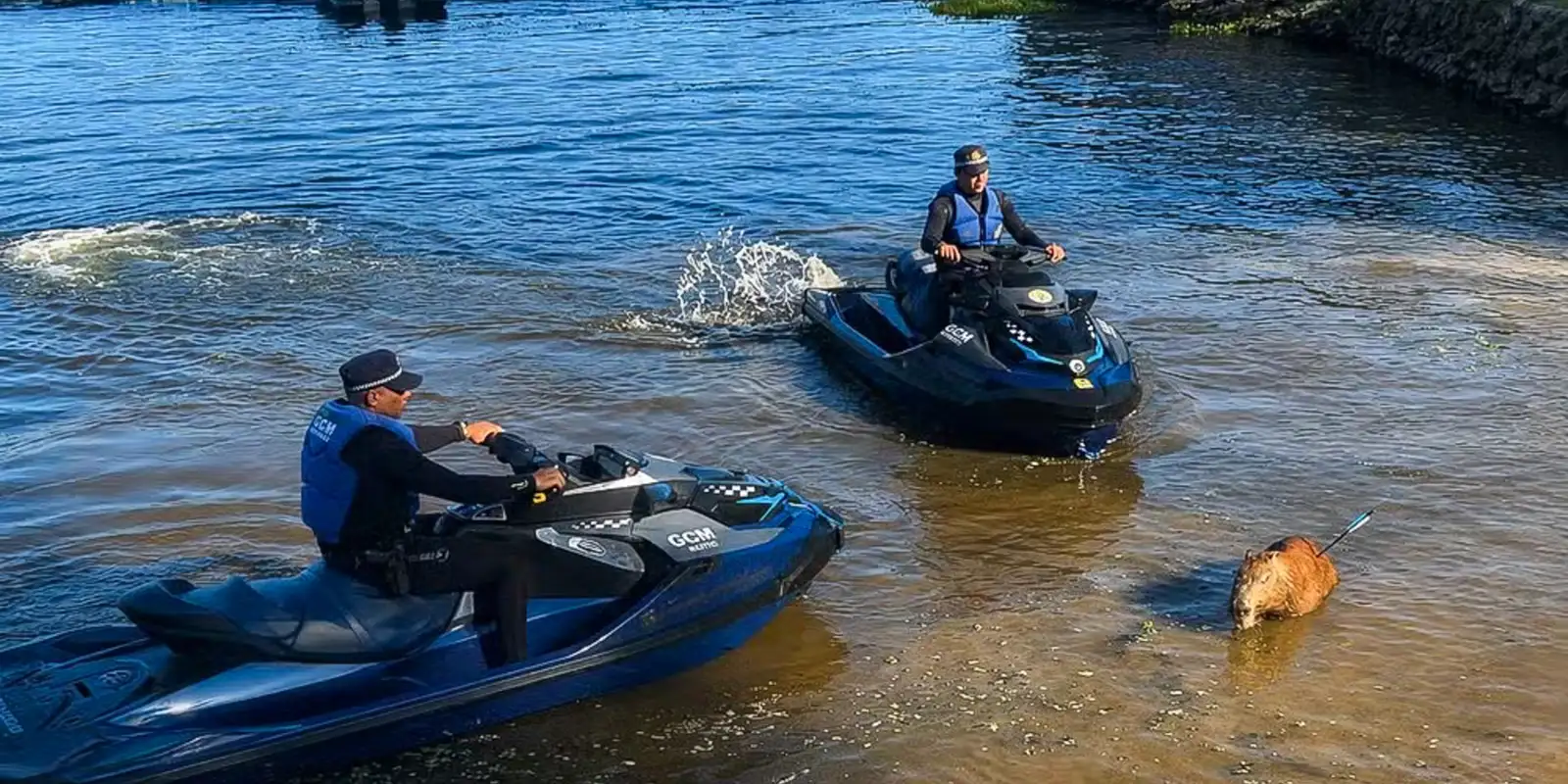 Capivara é morta com flecha na represa de Guarapiranga, em SP
