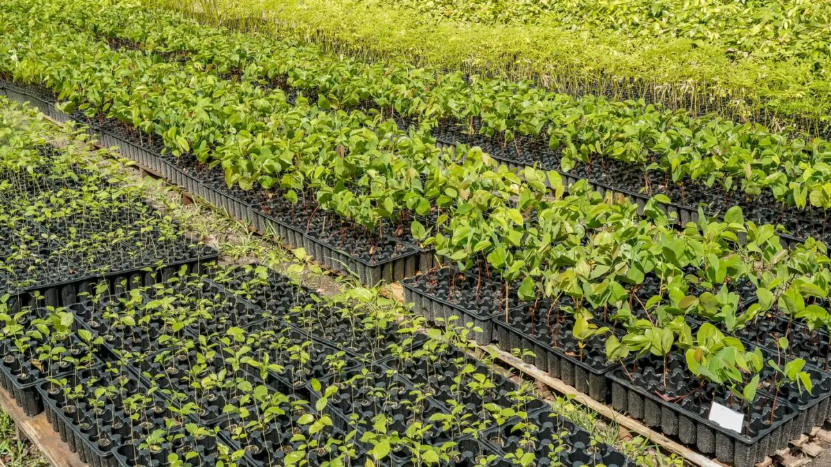 Casal em Santarém impulsiona reflorestamento com produção de mudas nativas da Amazônia