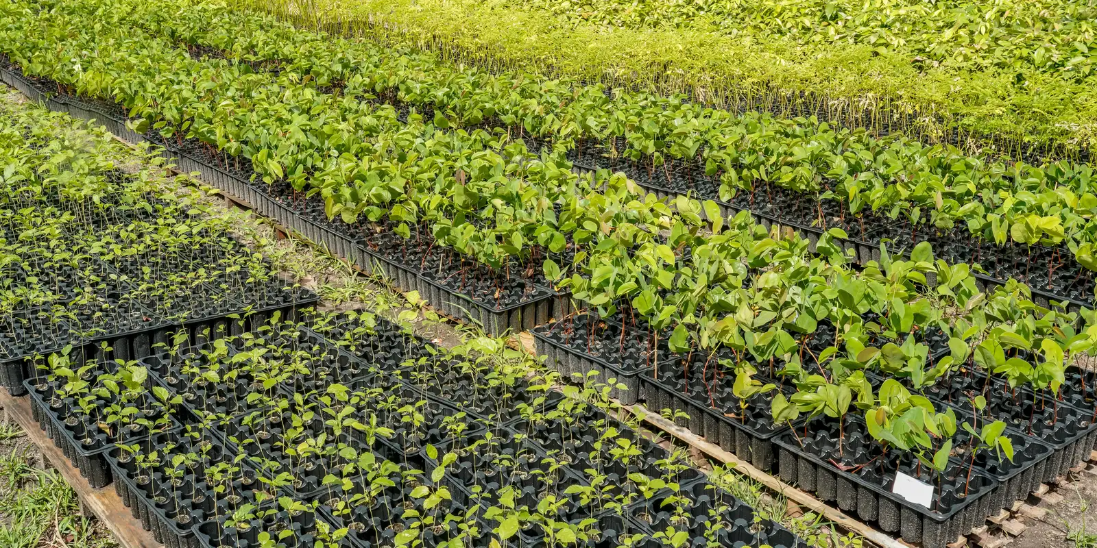Casal em Santarém impulsiona reflorestamento com produção de mudas nativas da Amazônia