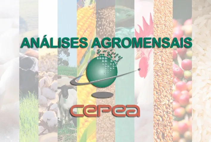 Cepea analisa junho: café, milho, açúcar, soja e trigo em destaque no agro