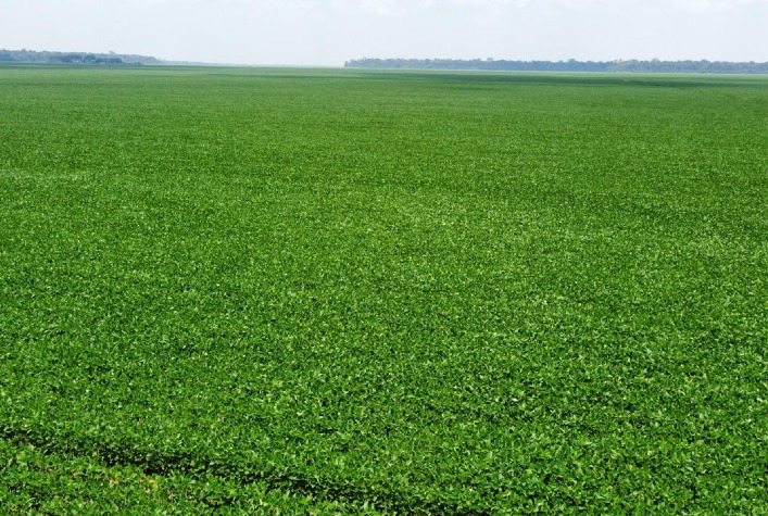 Certificação RTRS valoriza soja sustentável e abre novas oportunidades para produtores