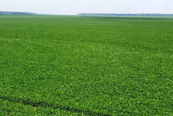 Certificação RTRS valoriza soja sustentável e abre novas oportunidades para produtores