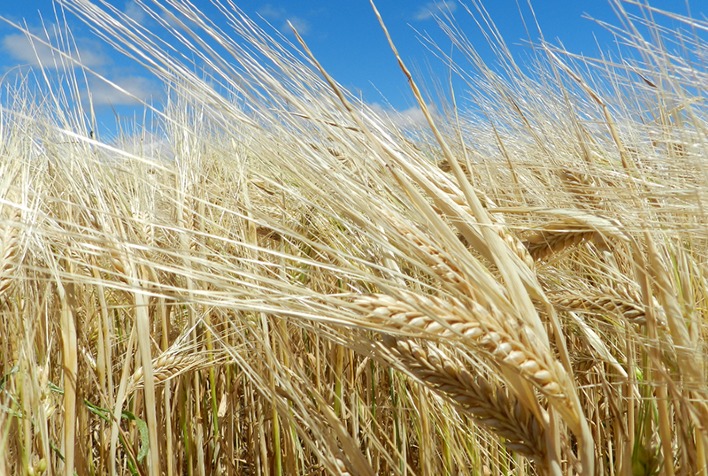 Cevada australiana ameaça mercado de milho brasileiro na China, aponta especialista