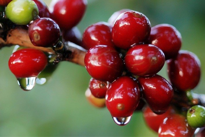 Chuvas atrasam colheita do café no Sul de Minas e afetam qualidade da safra 2026