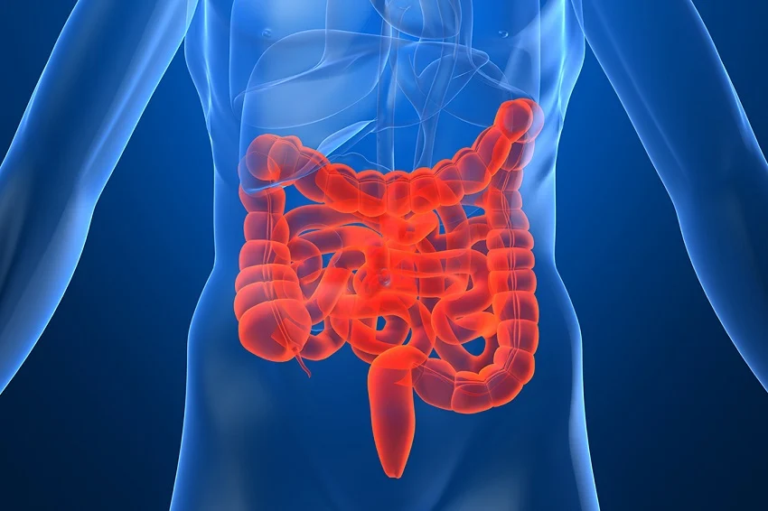 Cinco frutas que melhoram a saúde do intestino, segundo especialistas