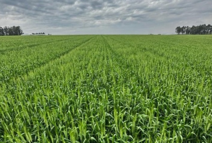 Clima instável ameaça safra de trigo e preocupa produtores com geadas e seca