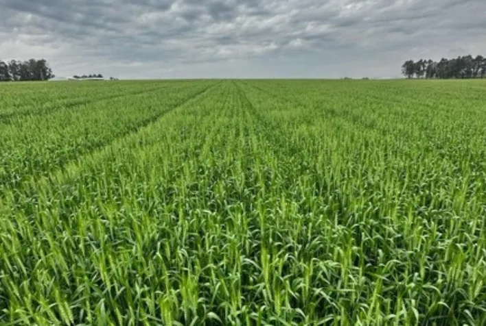 Clima instável ameaça safra de trigo e preocupa produtores com geadas e seca