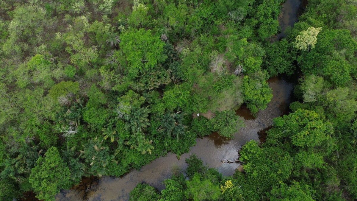 Coalizão lança projeto para restaurar 600 mil hectares de vegetação nativa no Brasil