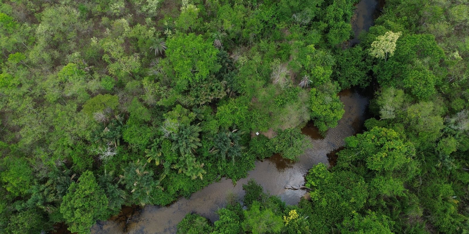 Coalizão lança projeto para restaurar 600 mil hectares de vegetação nativa no Brasil