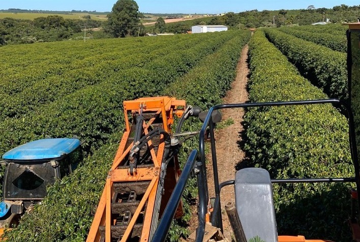 Colheita de café arábica no Cerrado Mineiro avança para 32% com clima seco