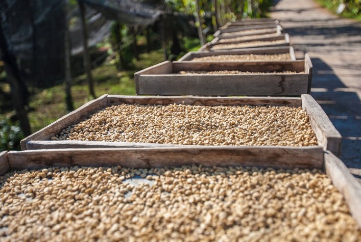 Colheita de café atinge 58,3% na Cooxupé e avança em Minas Gerais e São Paulo