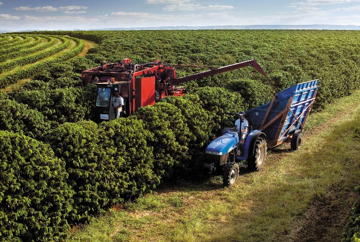 Colheita de café avança, mas atrasos e clima volátil preocupam produtores brasileiros