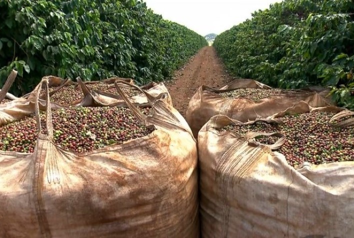 Colheita de café da Cooxupé atinge 38,6% e acelera oferta da safra 2025